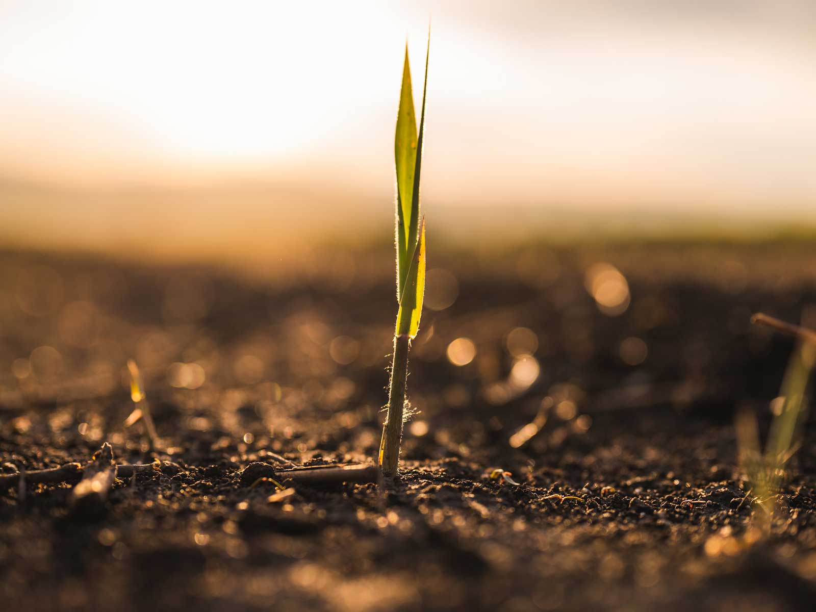 agricultural_forecast_1