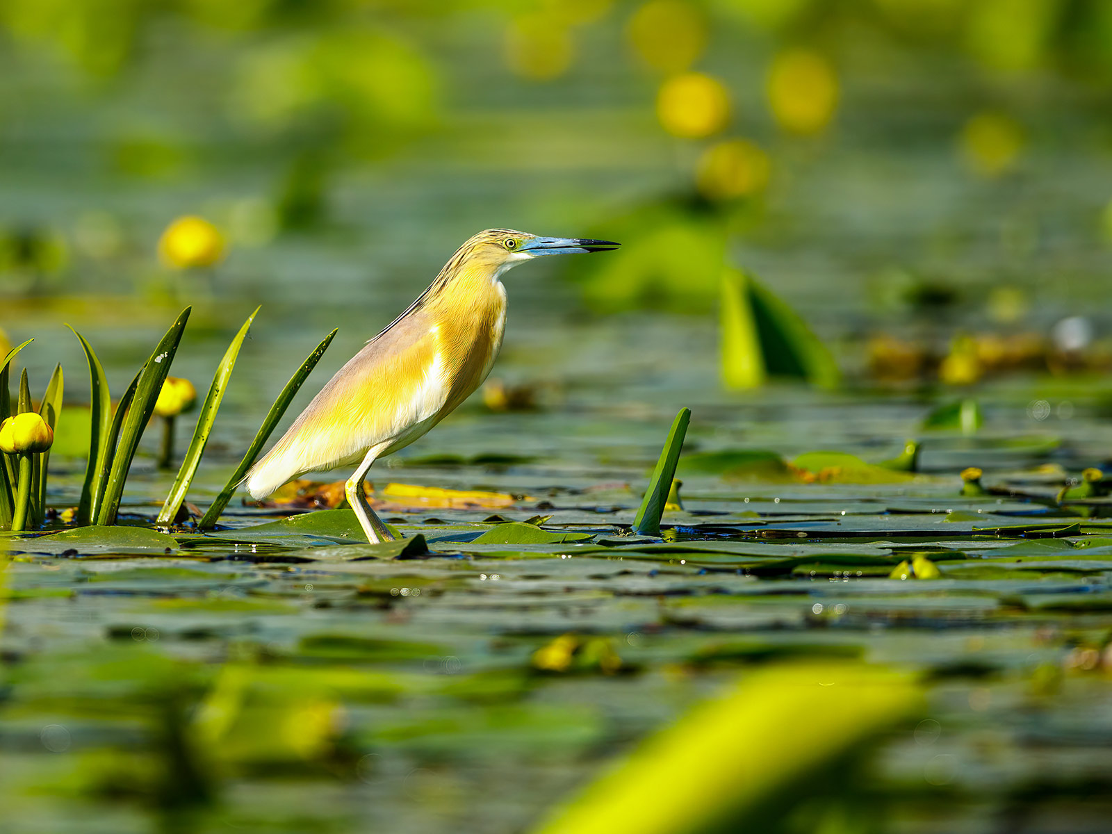 MicroStep-MIS | Weather Blog